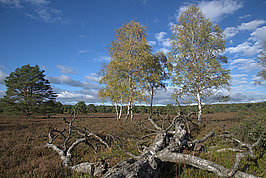 Bernhard Saalfeld - Lueneburger Heide 2026 (4v9)